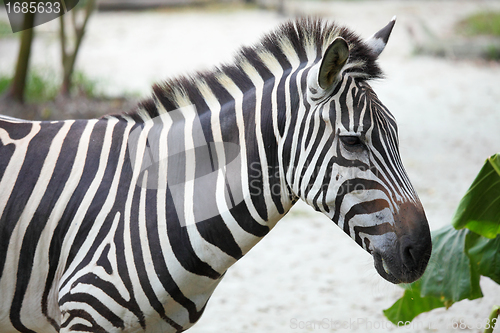 Image of zebra