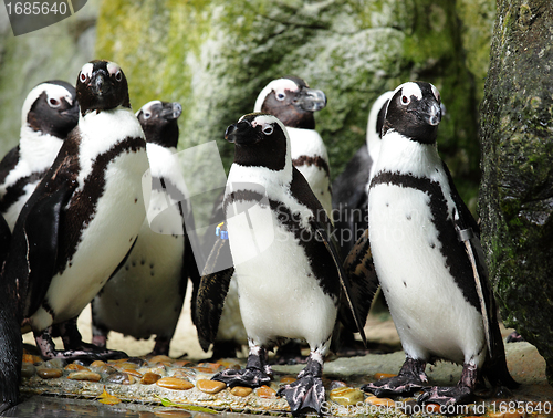 Image of penguins