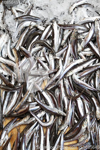 Image of Anchovy