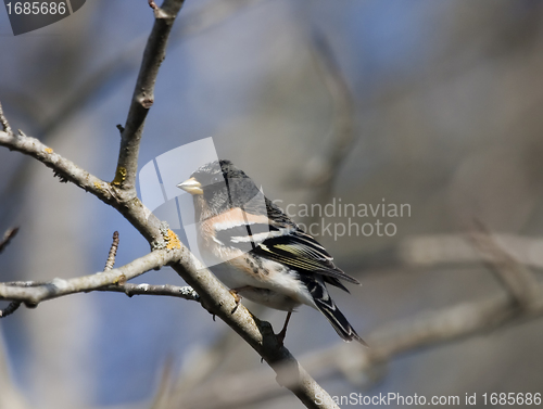 Image of male brambling