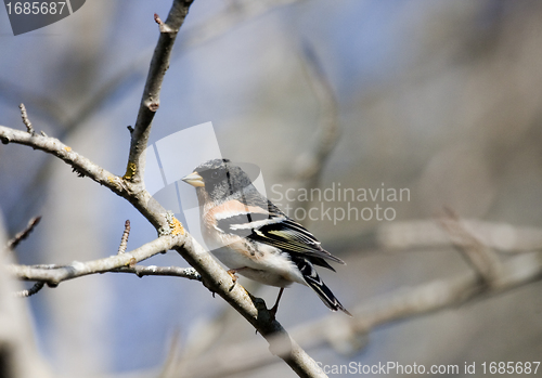 Image of male brambling