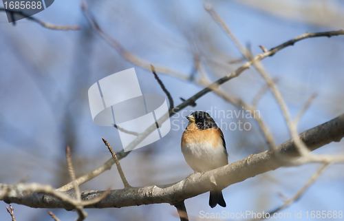 Image of male brambling