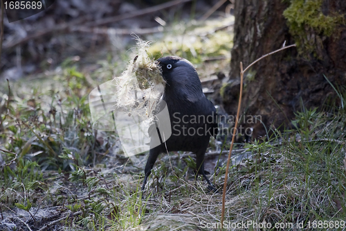 Image of Nesting jackdaw