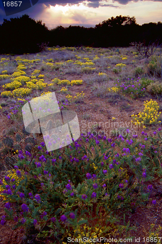 Image of mountain wildflowers