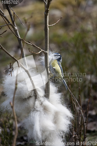 Image of blue tit