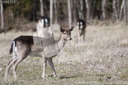 Image of fallow deer