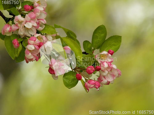 Image of Blossom