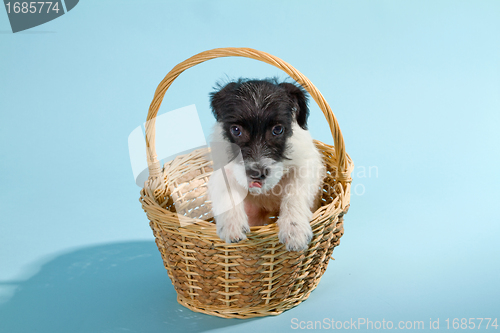 Image of Parson Jack Russell Terrier