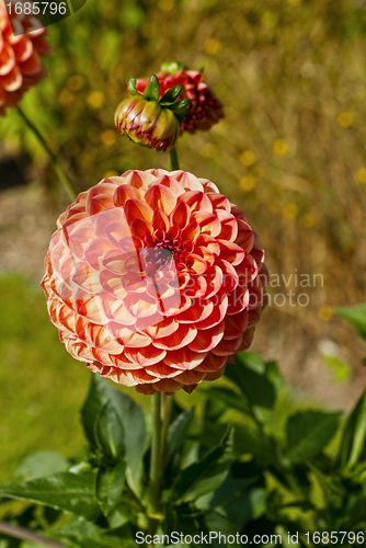 Image of Ball Dahlia