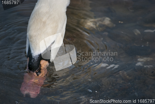 Image of Swan 