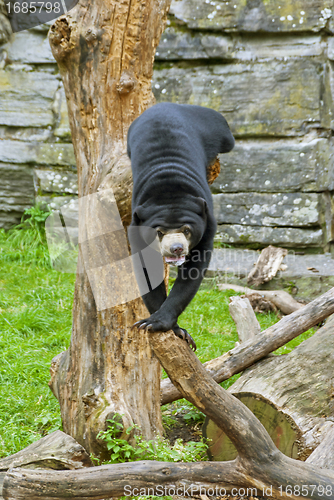 Image of Sun Bear