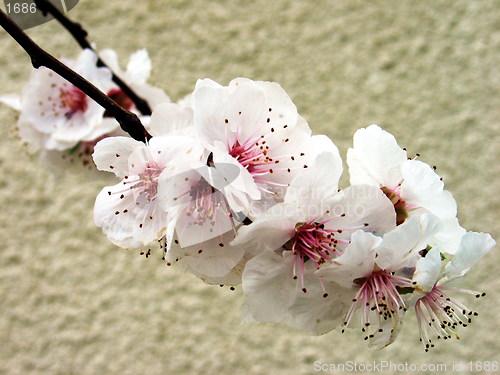 Image of Almond tree glory