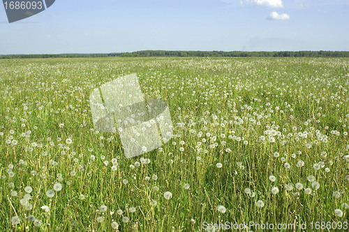 Image of Dandelions