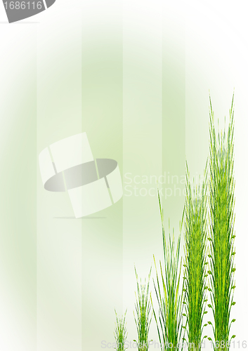 Image of Green grass