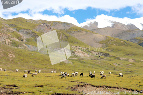 Image of Landscape in Tibet