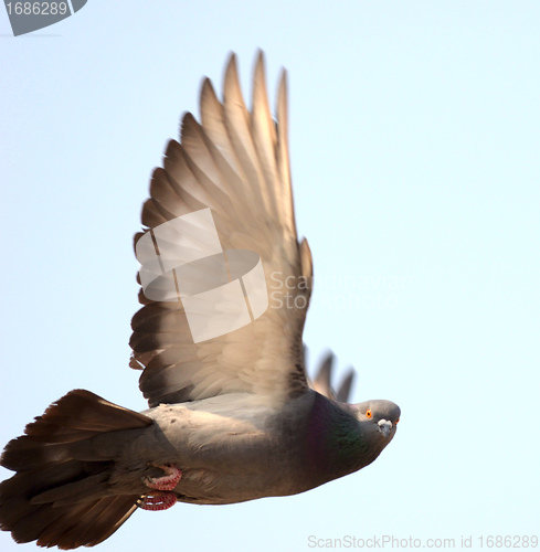 Image of flying dove