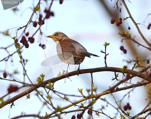 Image of song thrush