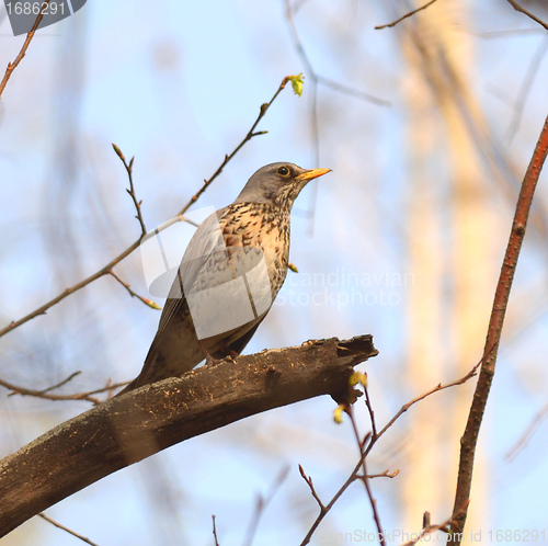 Image of song thrush