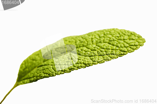 Image of sage