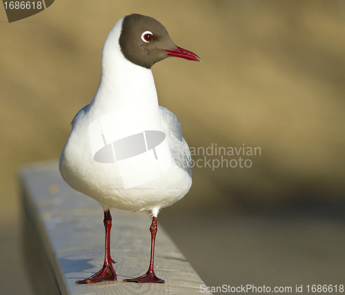 Image of Black-headed Gull