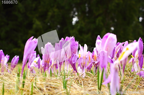 Image of crocus sativus
