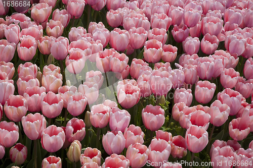 Image of Pink tulips in park