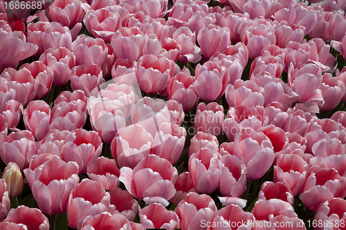 Image of Pink tulip background