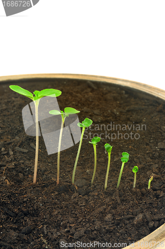 Image of Sequence of Impatiens balsamina flower growing, isolated, evolution concept