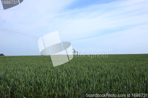 Image of watering of wheat fields in summer