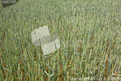 Image of Green wheat fields in spring