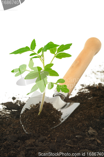 Image of Tomato seedling on garden trowel, isolated on white