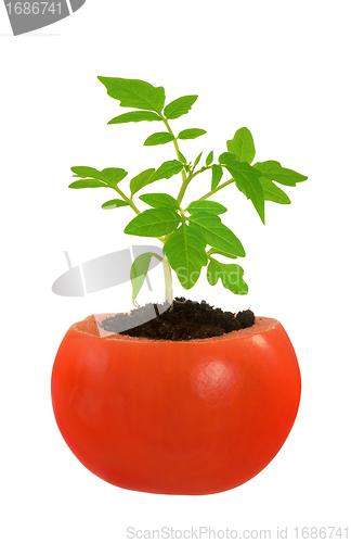 Image of Young tomato plant growing, evolution concept, isolated on white