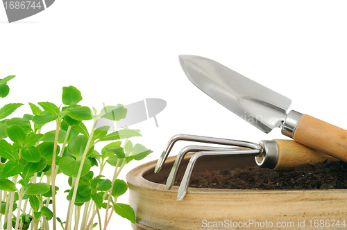 Image of Young impatiens flowers and gardening tools, isolated on white