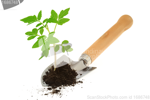 Image of Tomato seedling on garden trowel, isolated on white