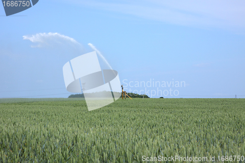 Image of watering of wheat fields in summer