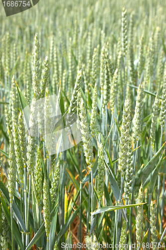 Image of Green wheat fields in spring