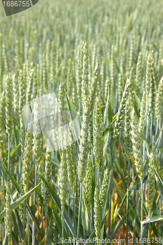 Image of Green wheat fields in spring