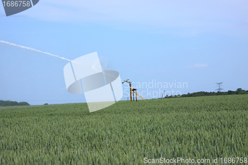 Image of watering of wheat fields in summer