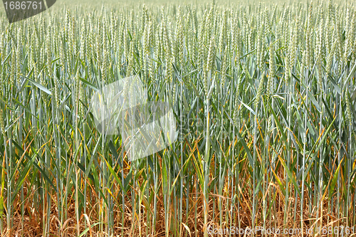 Image of Green wheat fields in spring