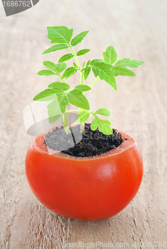 Image of Young tomato plant growing, evolution concept