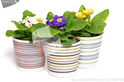 Image of Multi-colored Primeroses in striped flower pots 