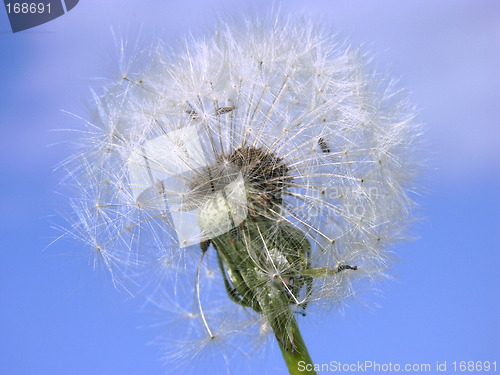 Image of A dandelion