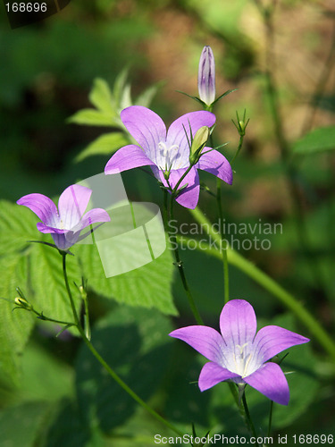 Image of Forest bluebell