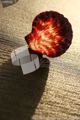 Image of Sunset Shell