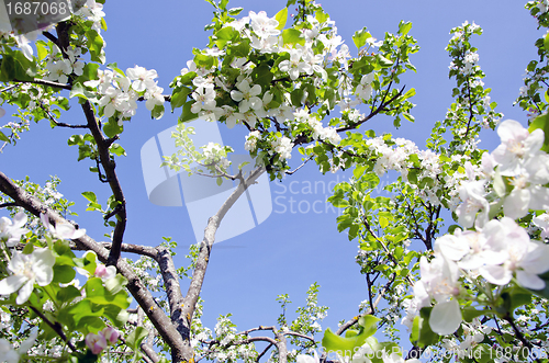 Image of blossom apple tree branch on background blue sky 