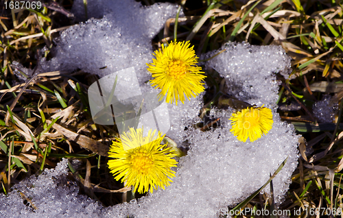 Image of coltsfoot bloom in spring betwwen snow first plant 