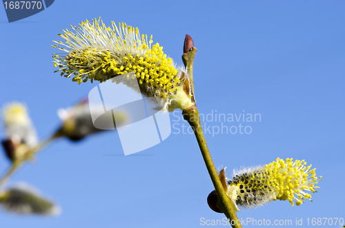 Image of Closeup macro spring kittens goat willow sky 