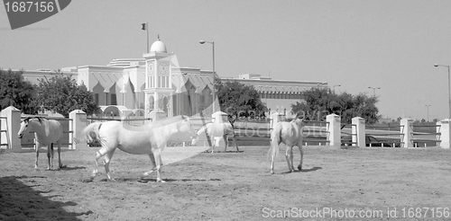 Image of Horses and emiri palace