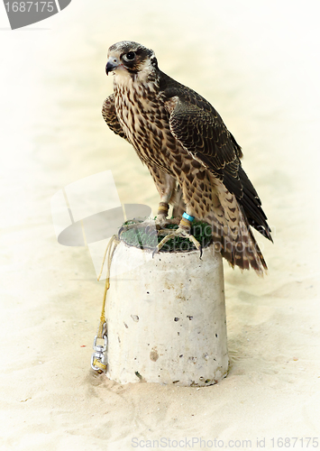 Image of Arabian hunting falcon
