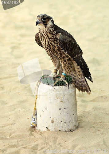 Image of Arabian hunting falcon